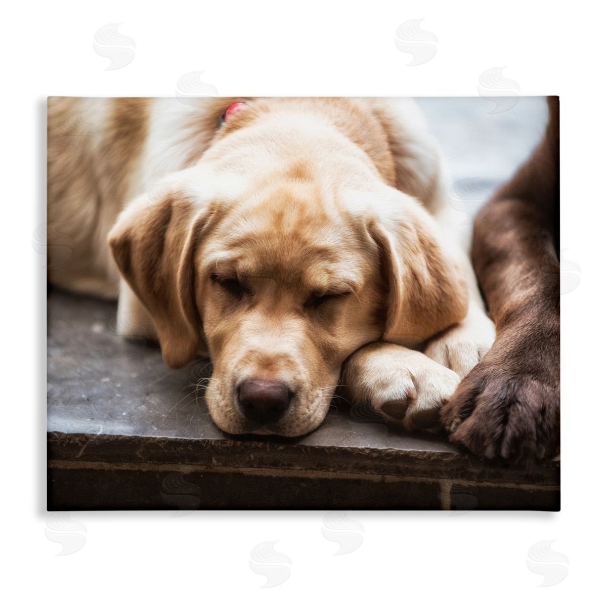 James Dobson Sweet Sleeping Dogs Resting Paws Animal Photography Stretched Canvas Wall Art Print