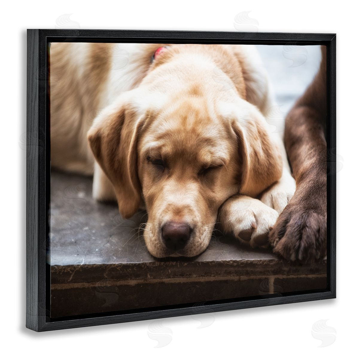 James Dobson Sweet Sleeping Dogs Resting Paws Animal Photography Black Floating Frame Canvas Wall Art Print