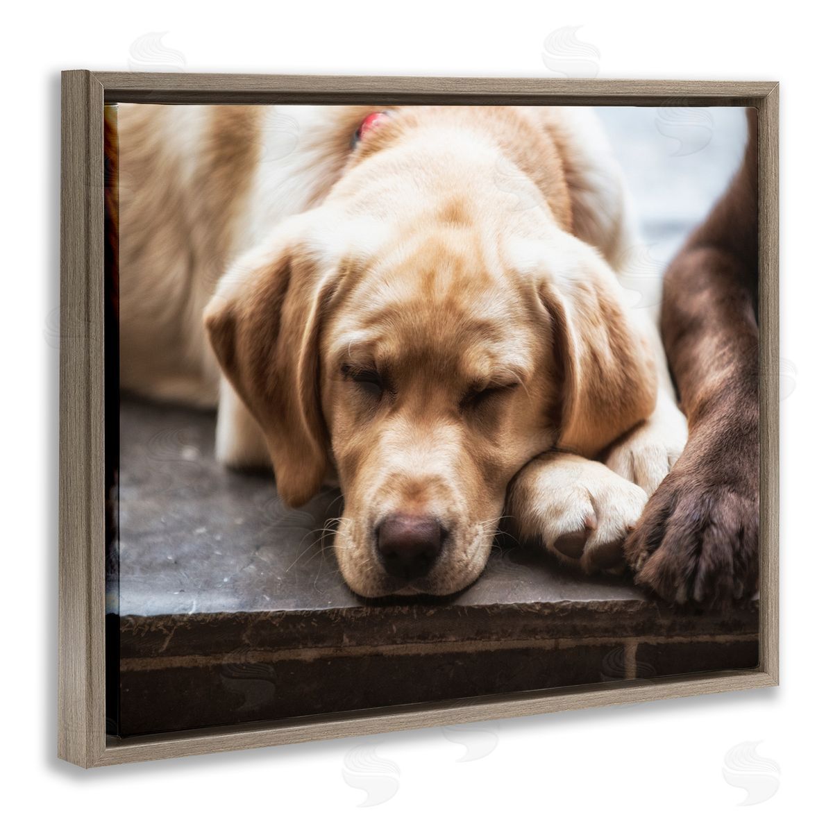 James Dobson Sweet Sleeping Dogs Resting Paws Animal Photography Brown Floating Frame Canvas Wall Art Print