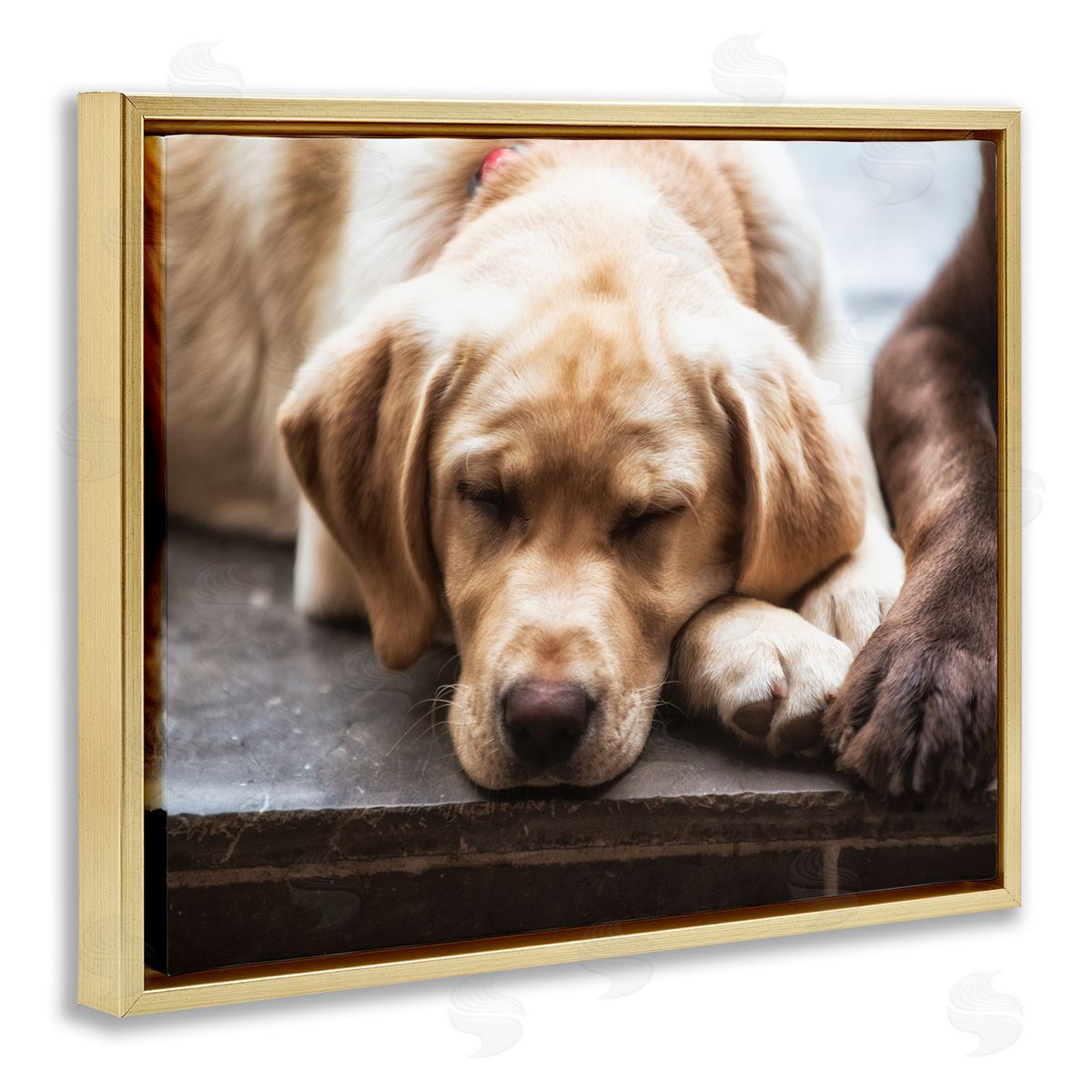 James Dobson Sweet Sleeping Dogs Resting Paws Animal Photography Gold Floating Frame Canvas Wall Art Print