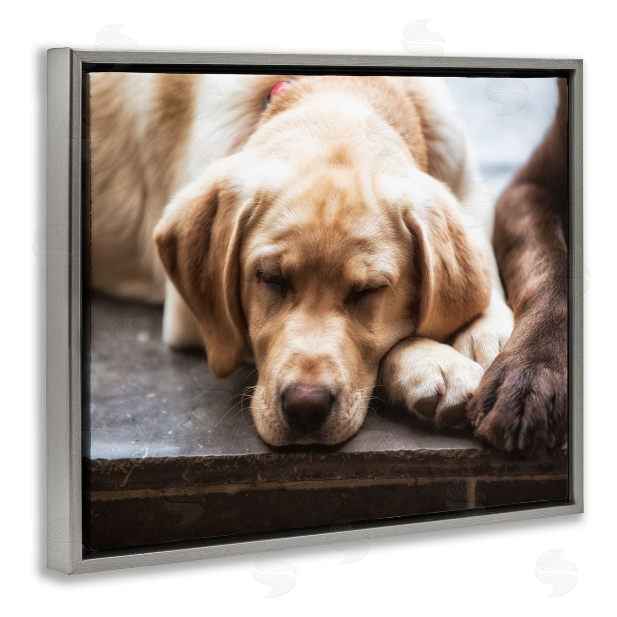 James Dobson Sweet Sleeping Dogs Resting Paws Animal Photography Gray Floating Frame Canvas Wall Art Print
