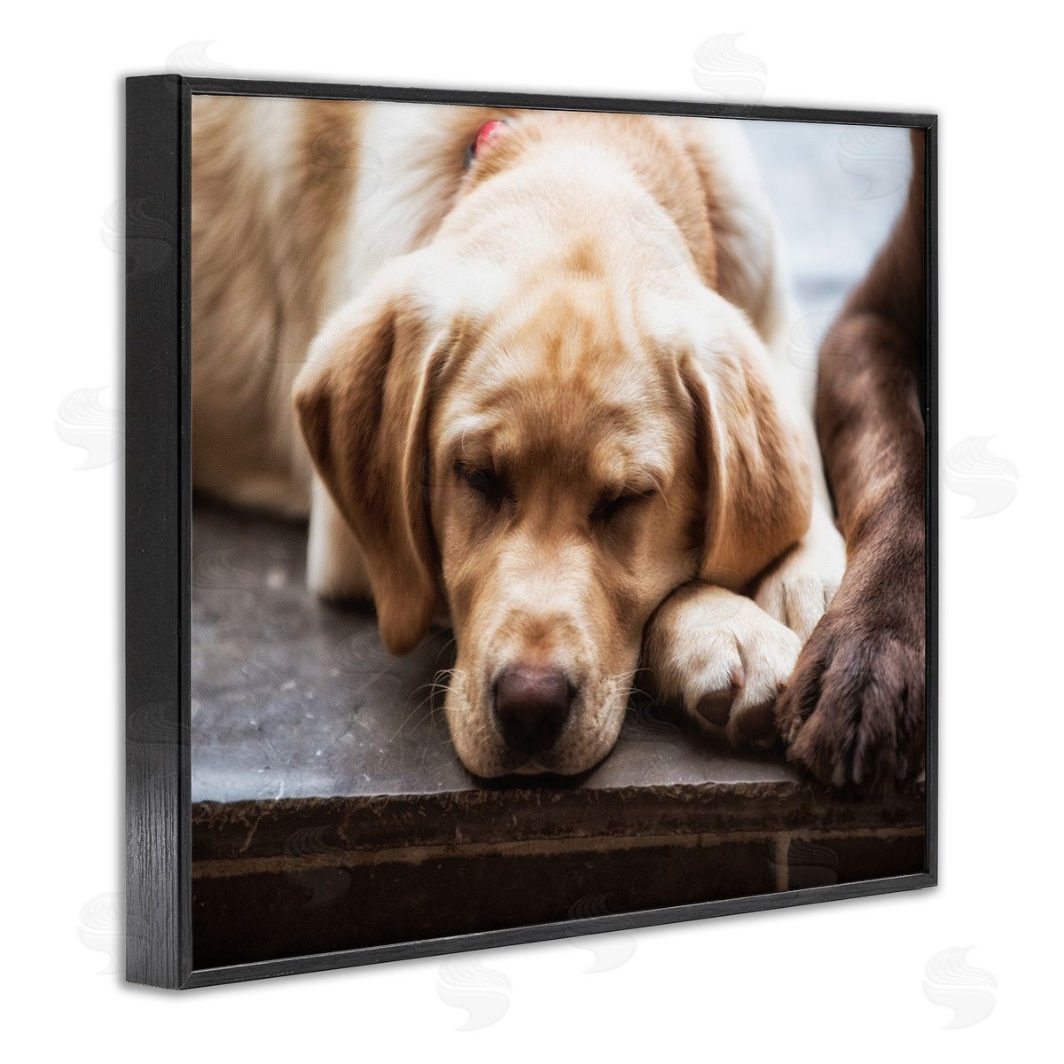 James Dobson Sweet Sleeping Dogs Resting Paws Animal Photography Black Framed Giclee Wall Art Print