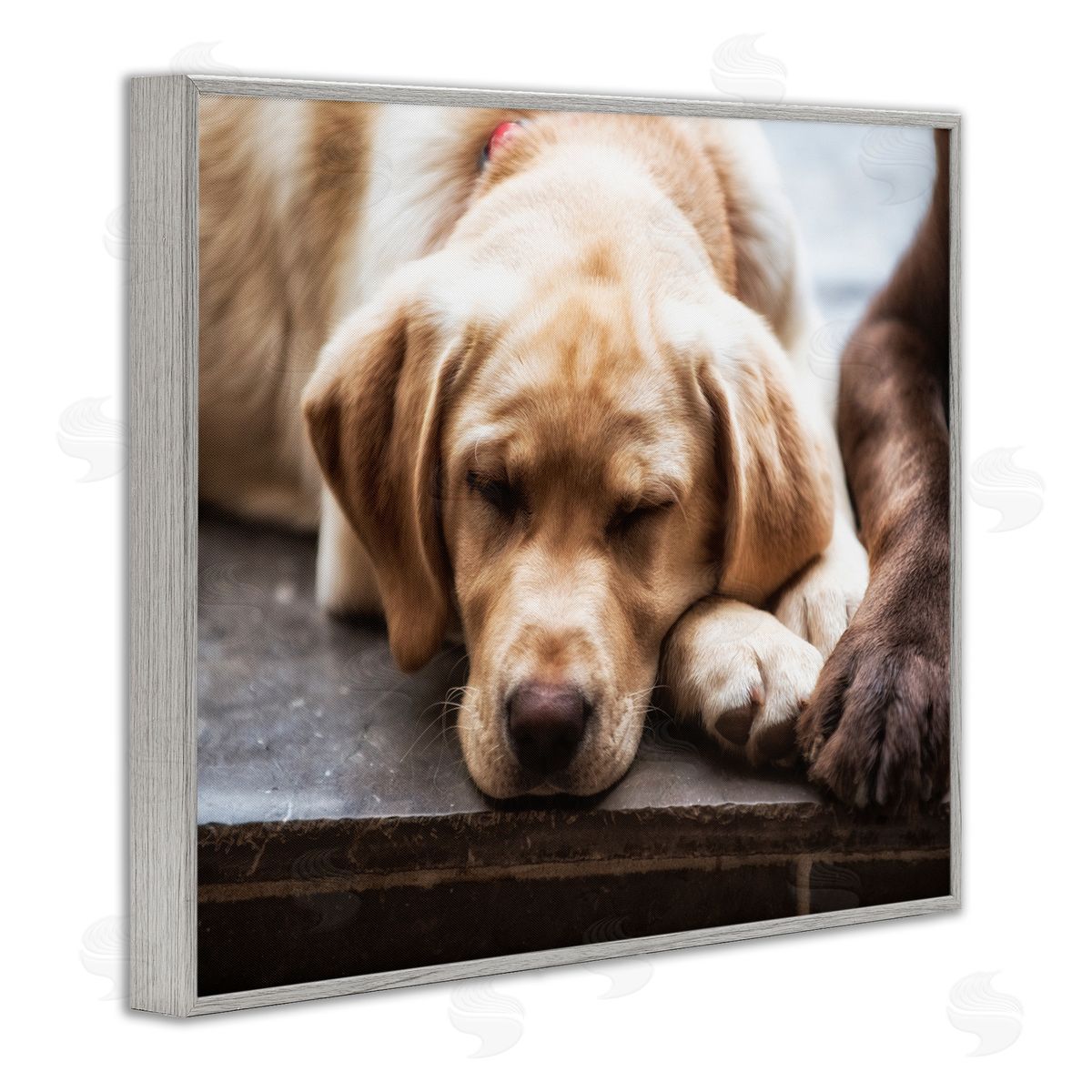 James Dobson Sweet Sleeping Dogs Resting Paws Animal Photography Gray Framed Giclee Wall Art Print