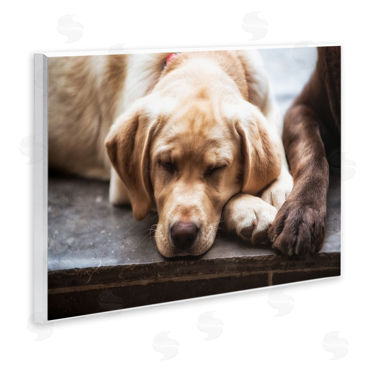 James Dobson Sweet Sleeping Dogs Resting Paws Animal Photography Wall Plaque Art Print