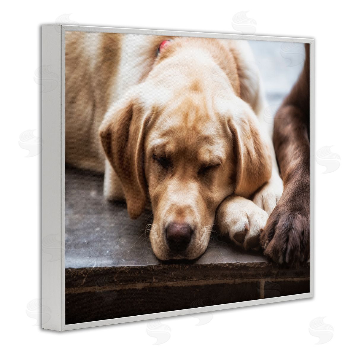 James Dobson Sweet Sleeping Dogs Resting Paws Animal Photography White Framed Giclee Wall Art Print
