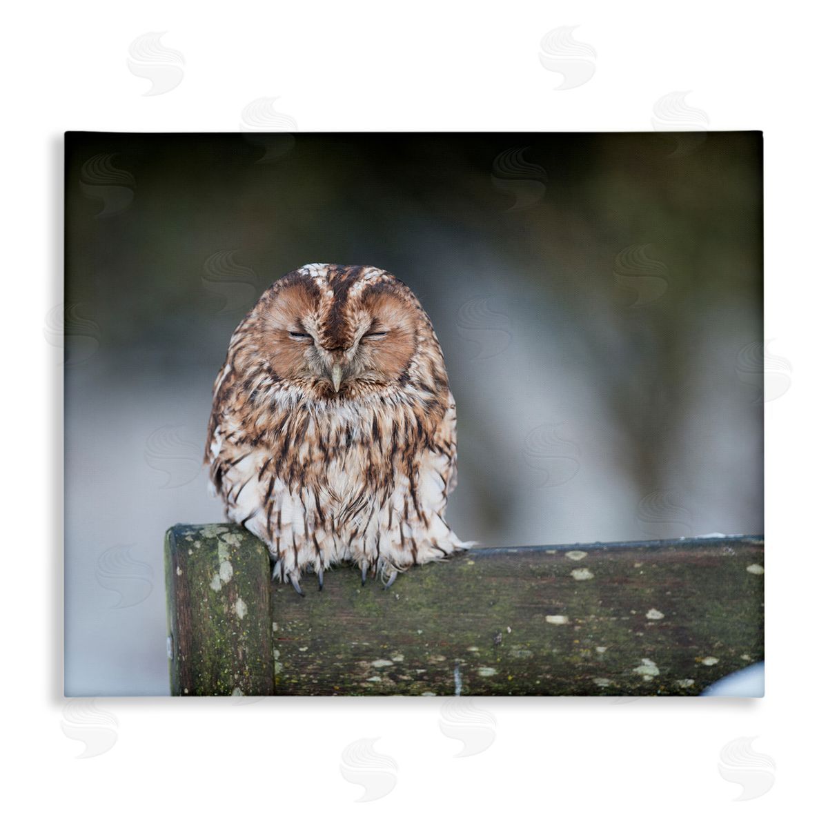 James Dobson Owl Perched Fence Post Wildlife Nature Photography Stretched Canvas Wall Art Print