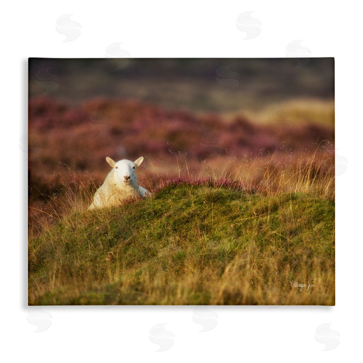 James Dobson Lone Sheep in Meadow Rural Countryside Farmland Stretched Canvas Wall Art Print
