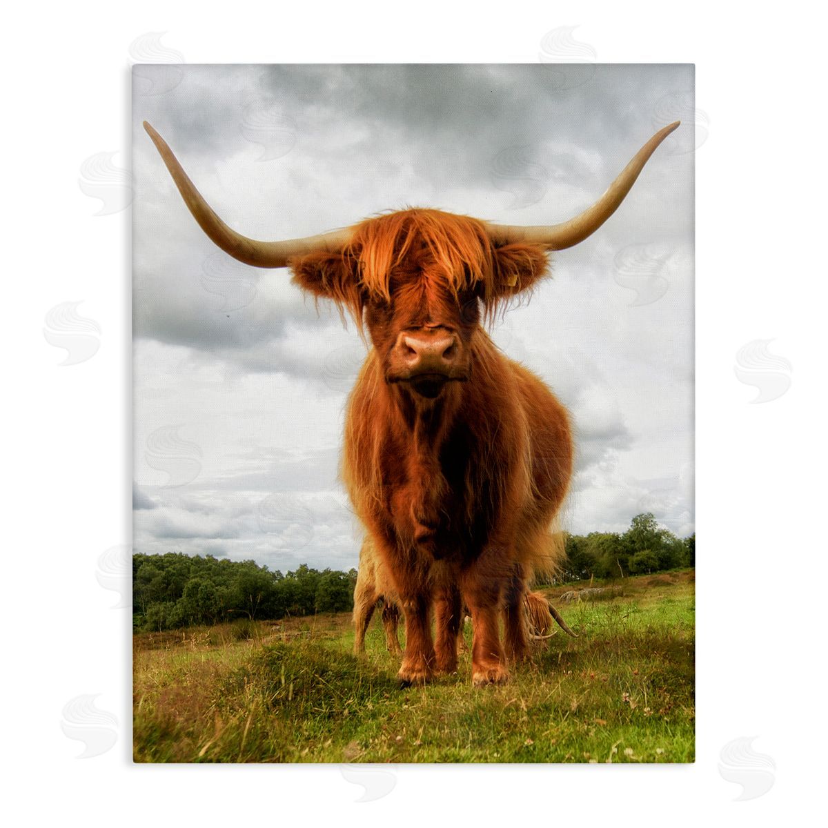 James Dobson Highland Cattle Long Horns Grazing Farm Ranch  Stretched Canvas Wall Art Print