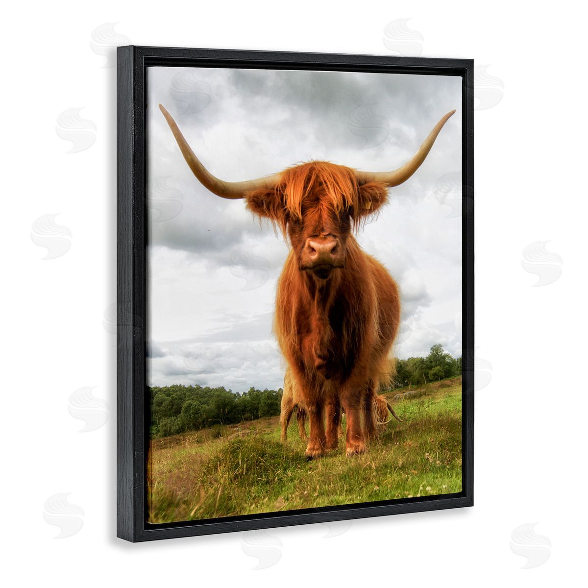 James Dobson Highland Cattle Long Horns Grazing Farm Ranch  Black Floating Frame Canvas Wall Art Print