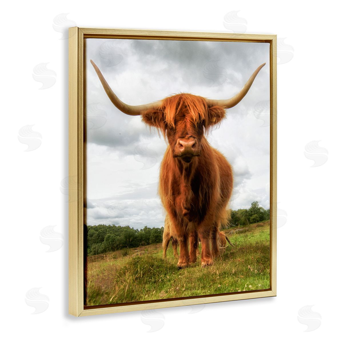 James Dobson Highland Cattle Long Horns Grazing Farm Ranch  Gold Floating Frame Canvas Wall Art Print