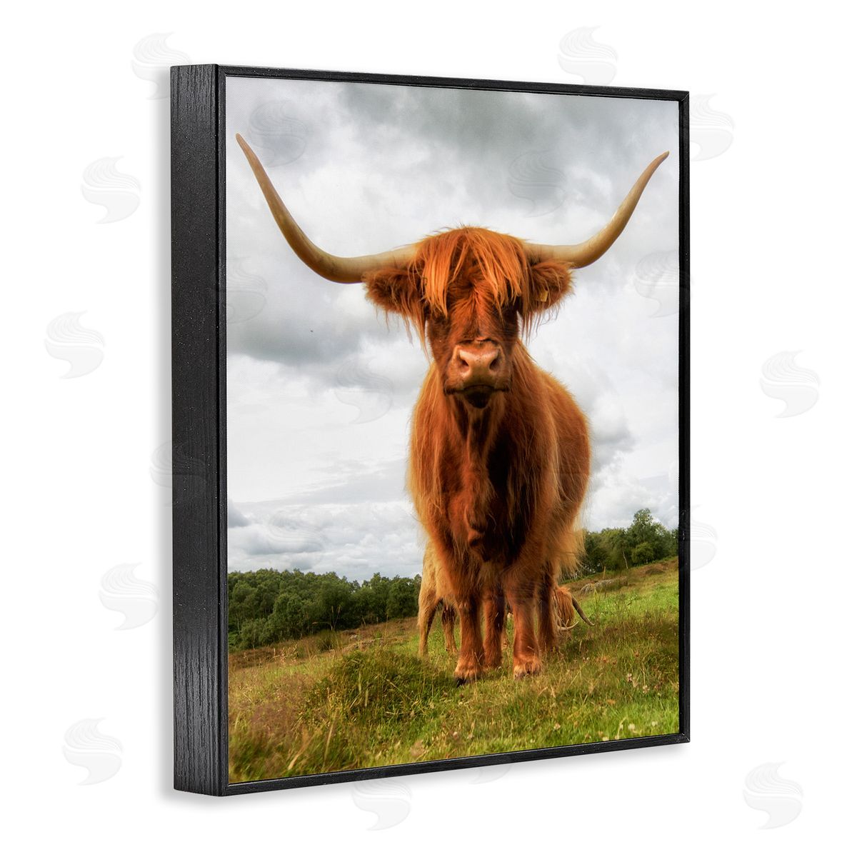 James Dobson Highland Cattle Long Horns Grazing Farm Ranch  Black Framed Giclee Wall Art Print