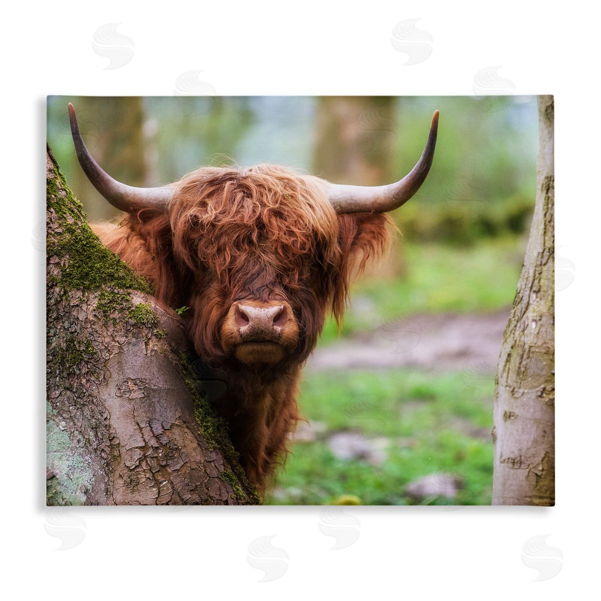 James Dobson Highland Cattle Peering Between Trees Lush Nature Scene Stretched Canvas Wall Art Print