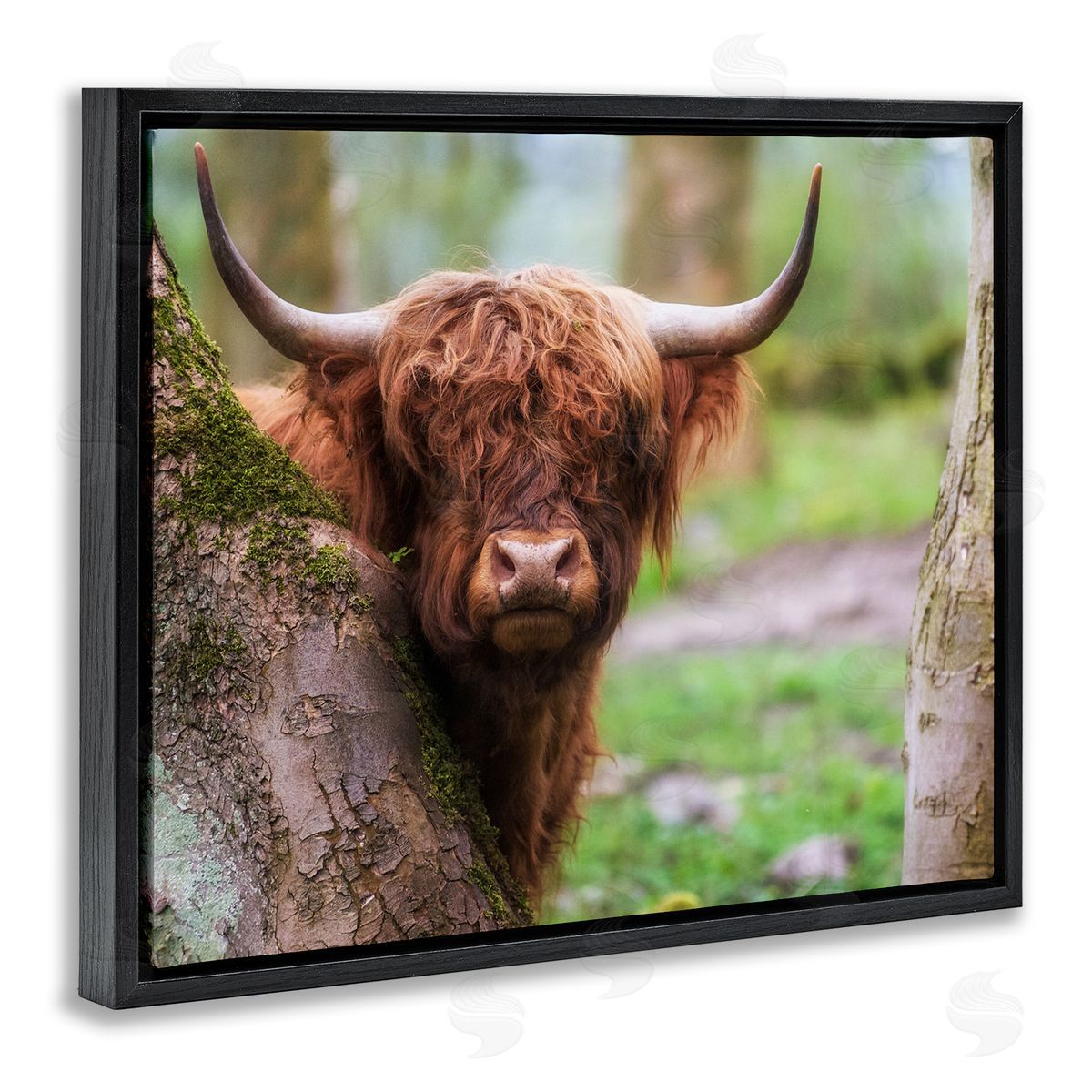 James Dobson Highland Cattle Peering Between Trees Lush Nature Scene Black Floating Frame Canvas Wall Art Print