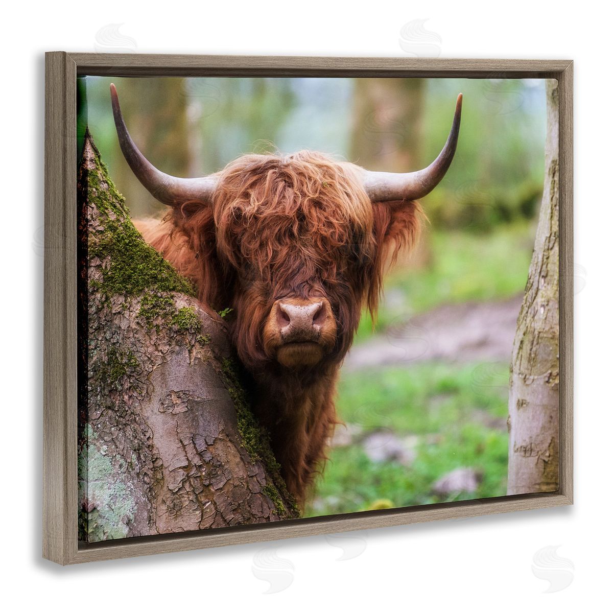 James Dobson Highland Cattle Peering Between Trees Lush Nature Scene Brown Floating Frame Canvas Wall Art Print