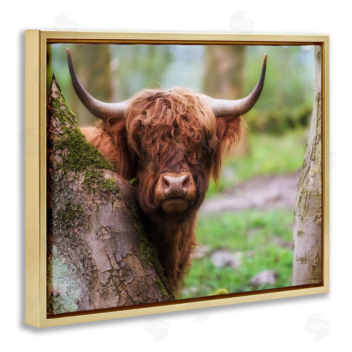 James Dobson Highland Cattle Peering Between Trees Lush Nature Scene Gold Floating Frame Canvas Wall Art Print