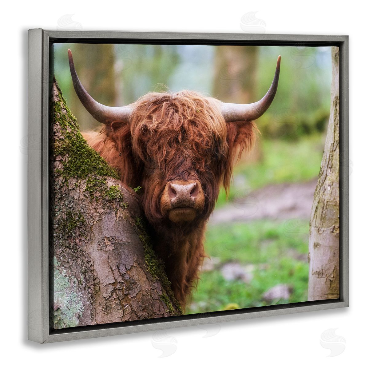 James Dobson Highland Cattle Peering Between Trees Lush Nature Scene Gray Floating Frame Canvas Wall Art Print
