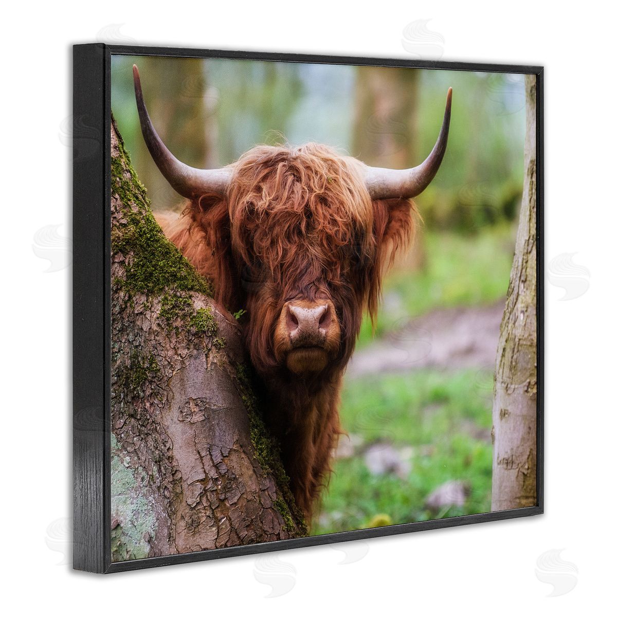 James Dobson Highland Cattle Peering Between Trees Lush Nature Scene Black Framed Giclee Wall Art Print