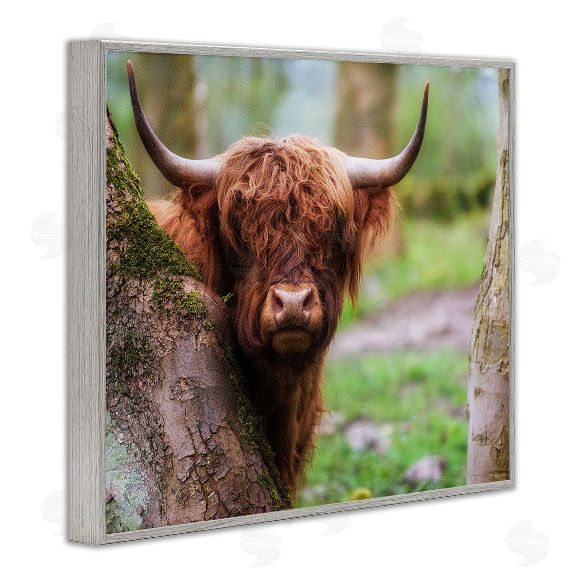 James Dobson Highland Cattle Peering Between Trees Lush Nature Scene Gray Framed Giclee Wall Art Print