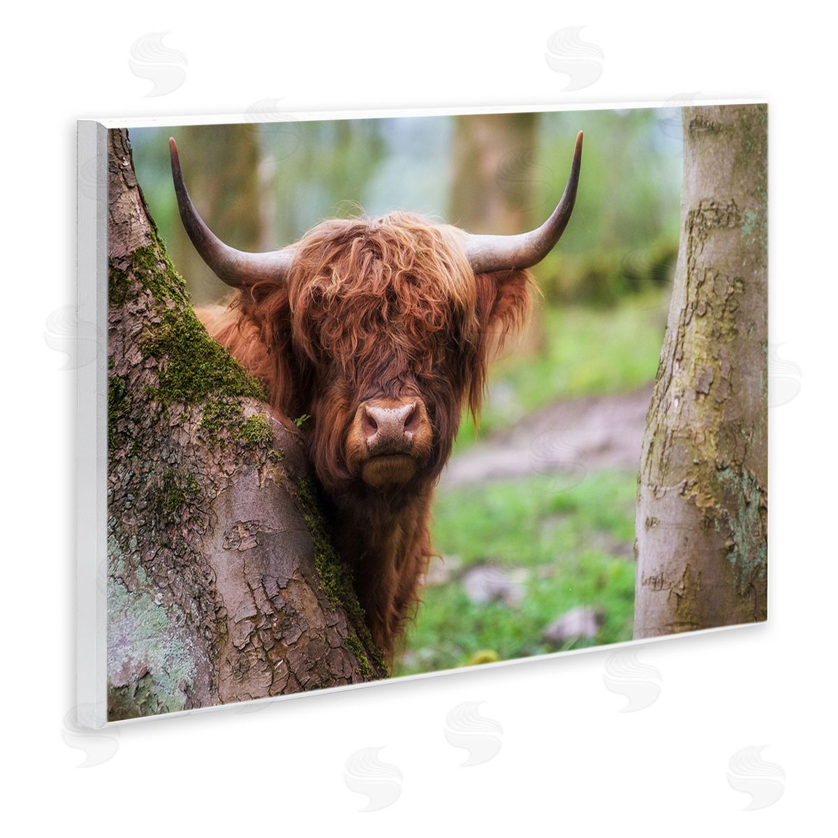 James Dobson Highland Cattle Peering Between Trees Lush Nature Scene Wall Plaque Art Print