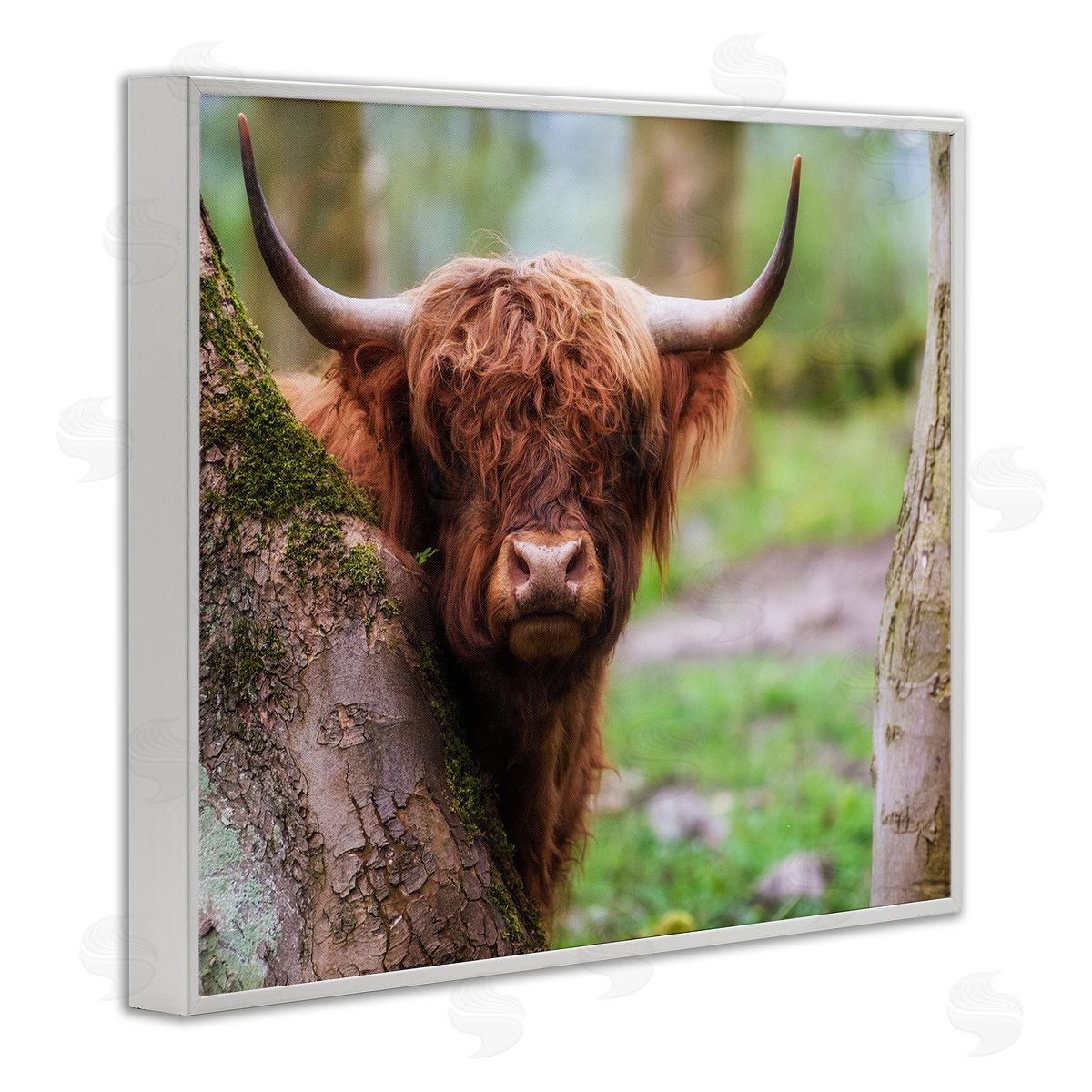 James Dobson Highland Cattle Peering Between Trees Lush Nature Scene White Framed Giclee Wall Art Print
