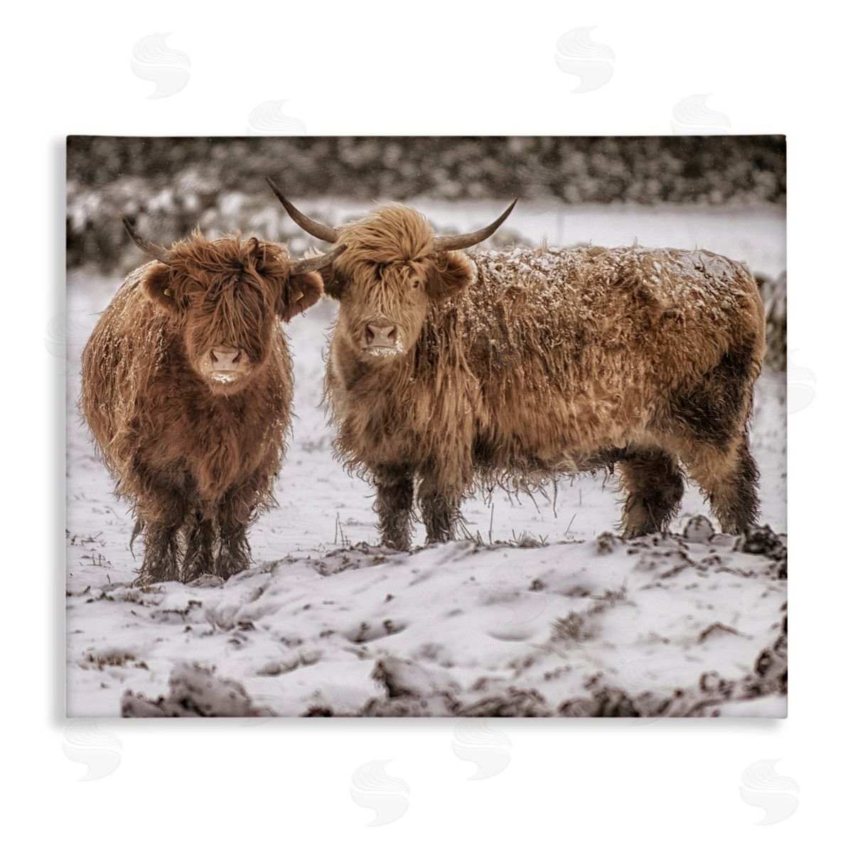 James Dobson Snow Dusted Highland Cattle Niveous Nature Landscape Stretched Canvas Wall Art Print
