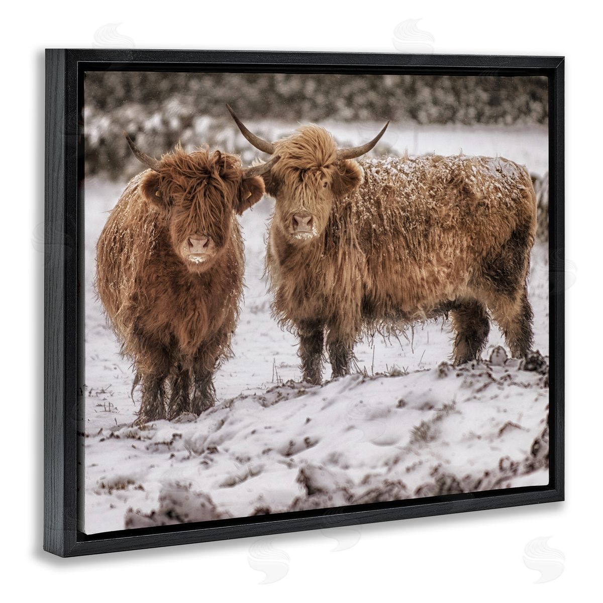 James Dobson Snow Dusted Highland Cattle Niveous Nature Landscape Black Floating Frame Canvas Wall Art Print