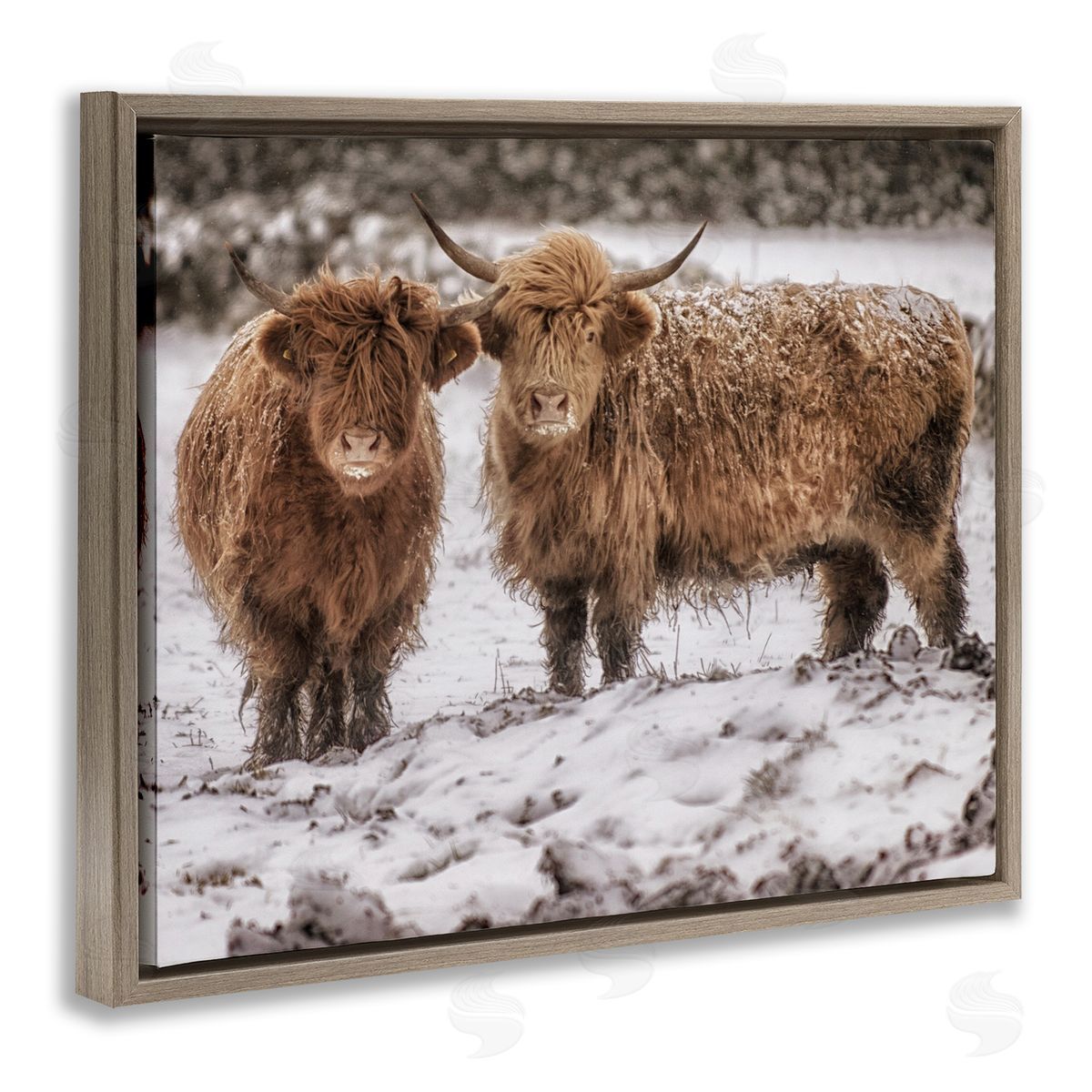 James Dobson Snow Dusted Highland Cattle Niveous Nature Landscape Brown Floating Frame Canvas Wall Art Print