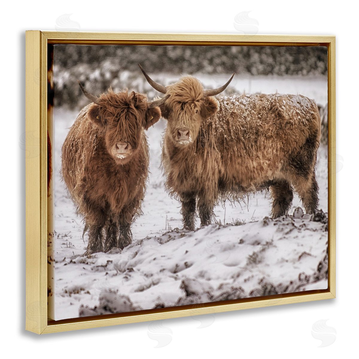 James Dobson Snow Dusted Highland Cattle Niveous Nature Landscape Gold Floating Frame Canvas Wall Art Print
