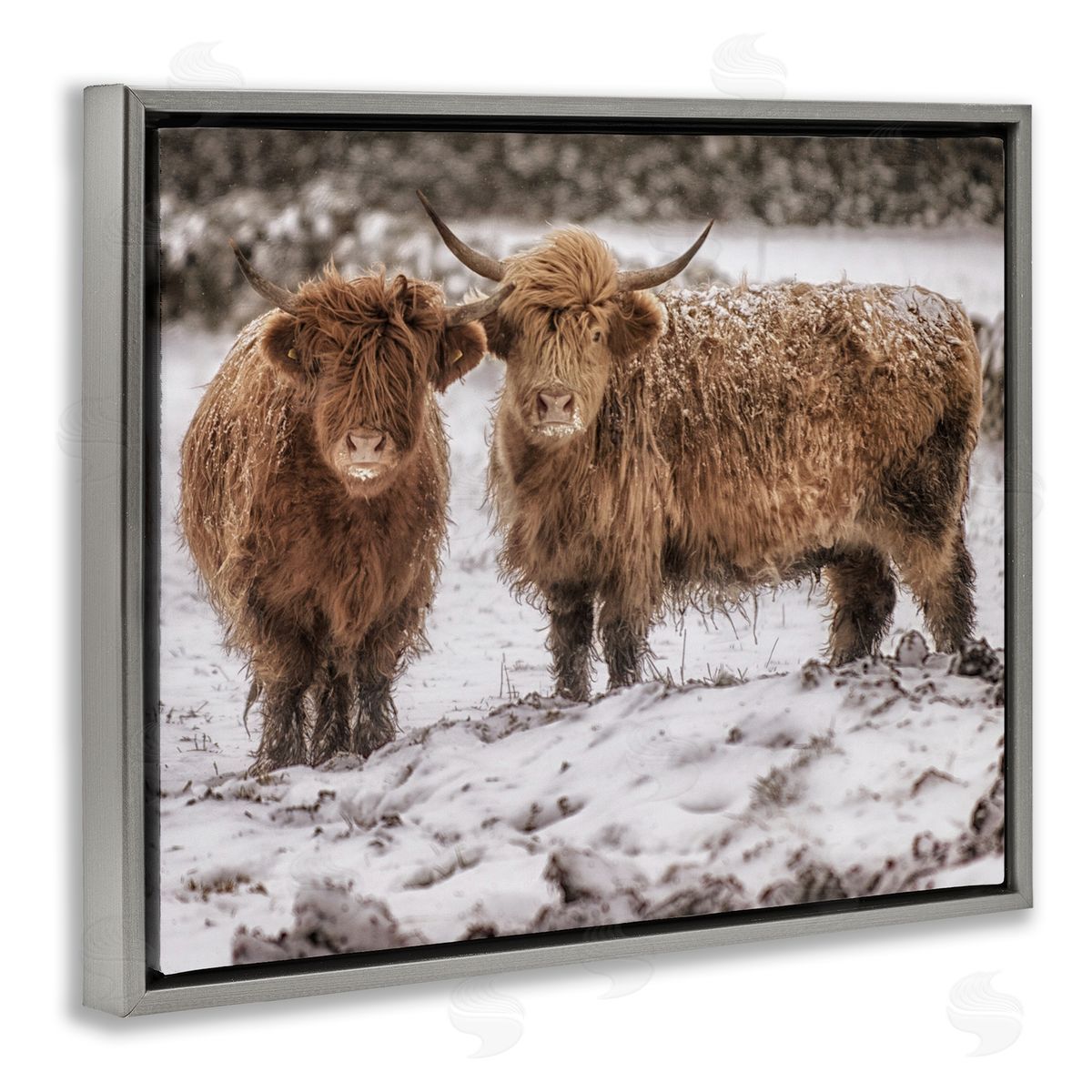 James Dobson Snow Dusted Highland Cattle Niveous Nature Landscape Gray Floating Frame Canvas Wall Art Print