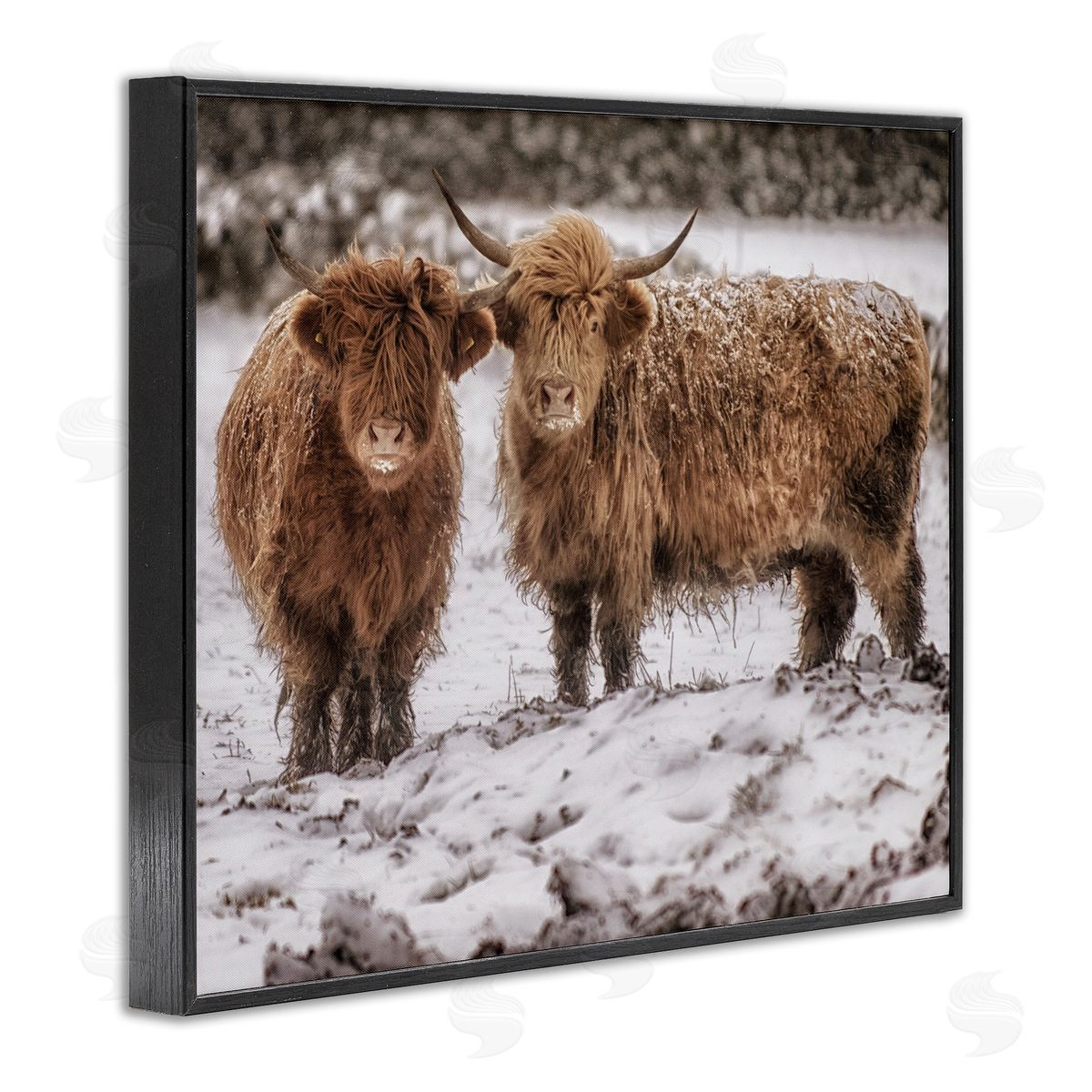 James Dobson Snow Dusted Highland Cattle Niveous Nature Landscape Black Framed Giclee Wall Art Print