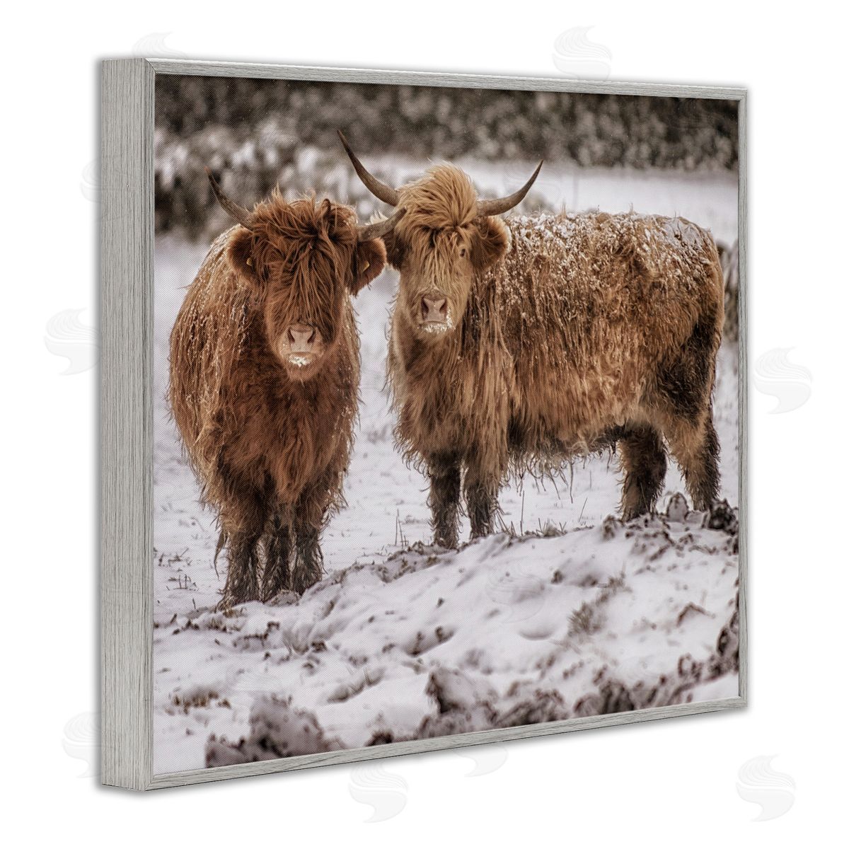 James Dobson Snow Dusted Highland Cattle Niveous Nature Landscape Gray Framed Giclee Wall Art Print