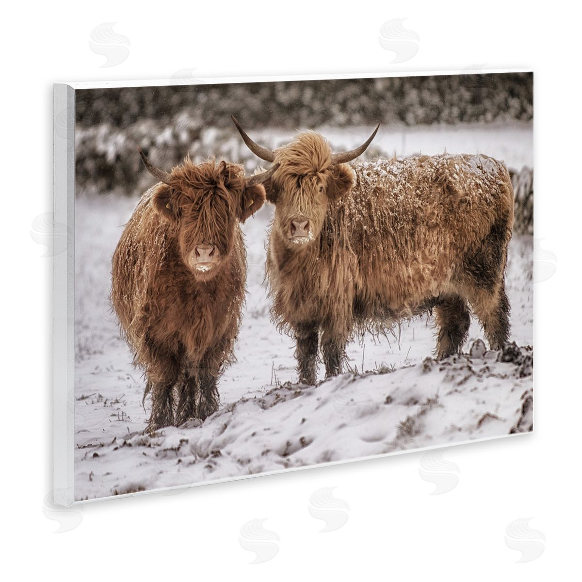 James Dobson Snow Dusted Highland Cattle Niveous Nature Landscape Wall Plaque Art Print