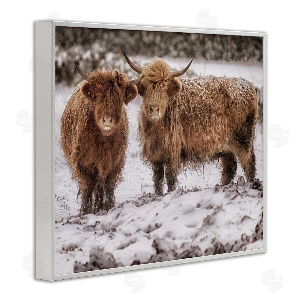 James Dobson Snow Dusted Highland Cattle Niveous Nature Landscape White Framed Giclee Wall Art Print