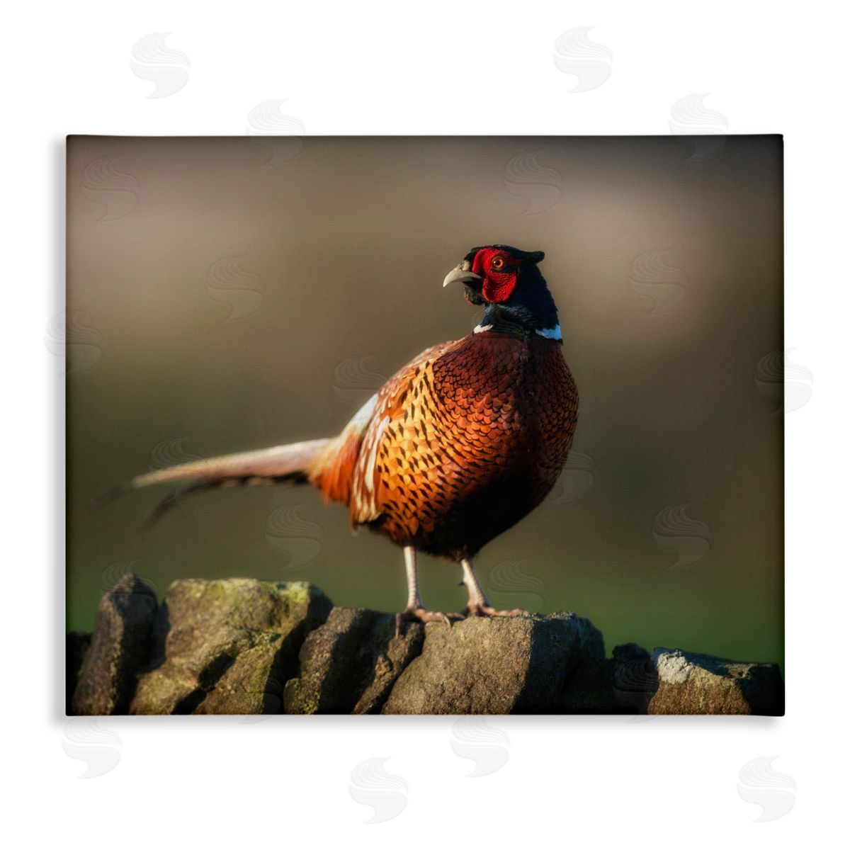 James Dobson Illuminated Pheasant Bird Standing Woodland Nature Scenery Stretched Canvas Wall Art Print
