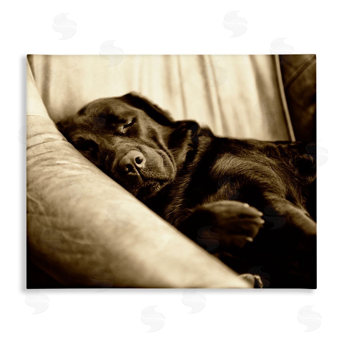 James Dobson Cuddling Labrador Dog Sleeping Cozy Sepia Photography Stretched Canvas Wall Art Print