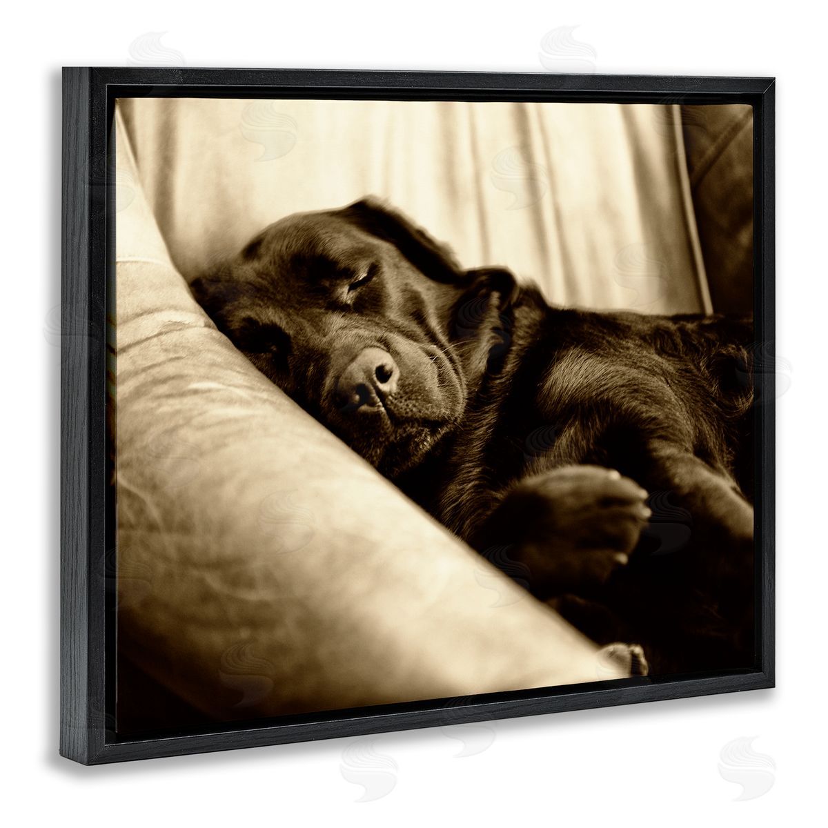 James Dobson Cuddling Labrador Dog Sleeping Cozy Sepia Photography Black Floating Frame Canvas Wall Art Print