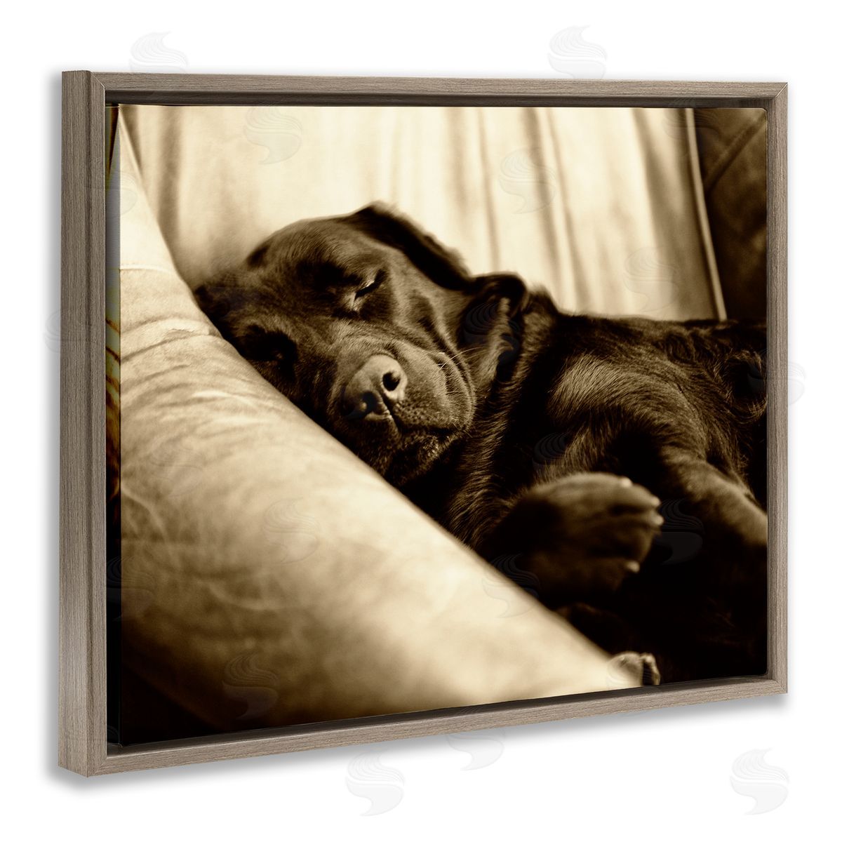 James Dobson Cuddling Labrador Dog Sleeping Cozy Sepia Photography Brown Floating Frame Canvas Wall Art Print