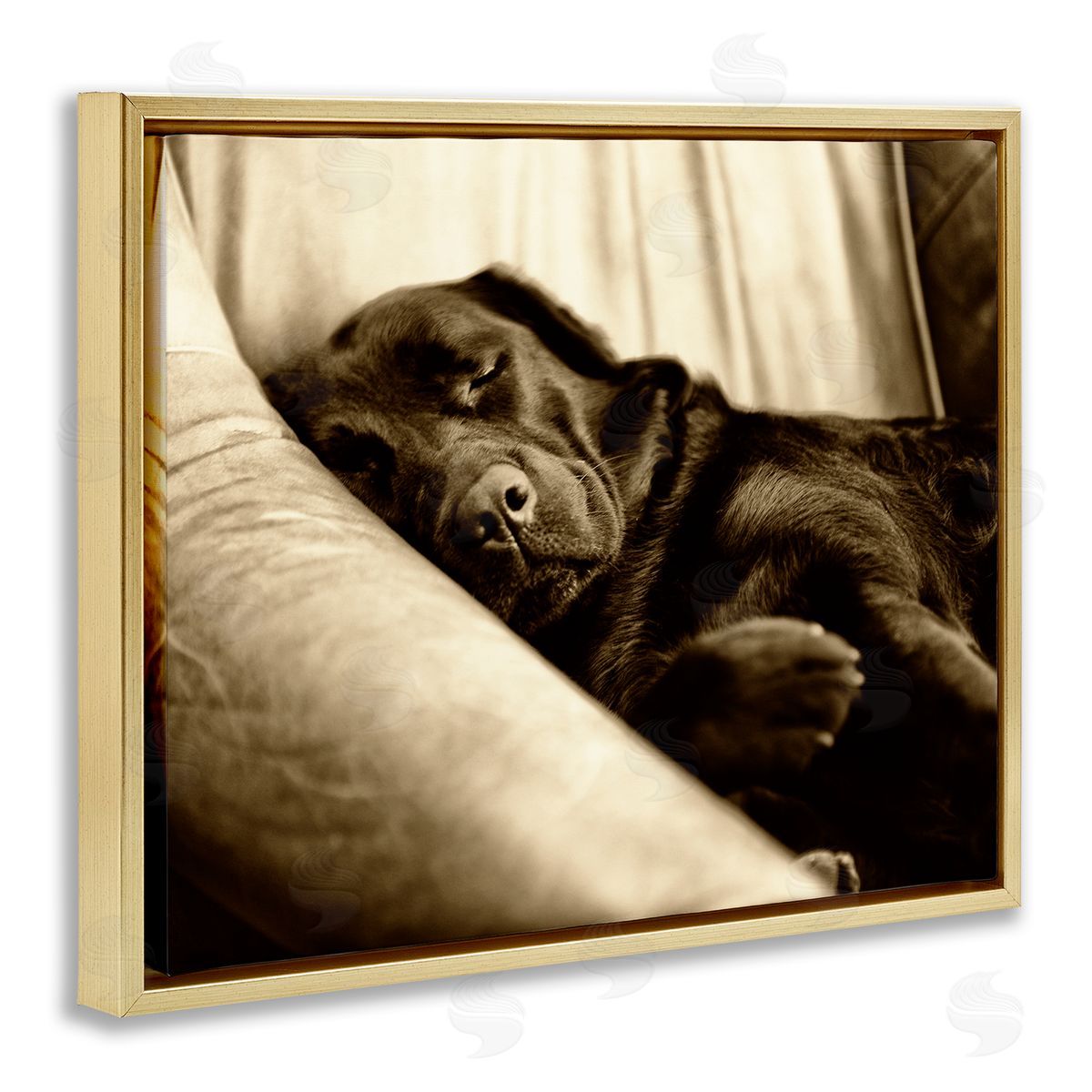 James Dobson Cuddling Labrador Dog Sleeping Cozy Sepia Photography Gold Floating Frame Canvas Wall Art Print
