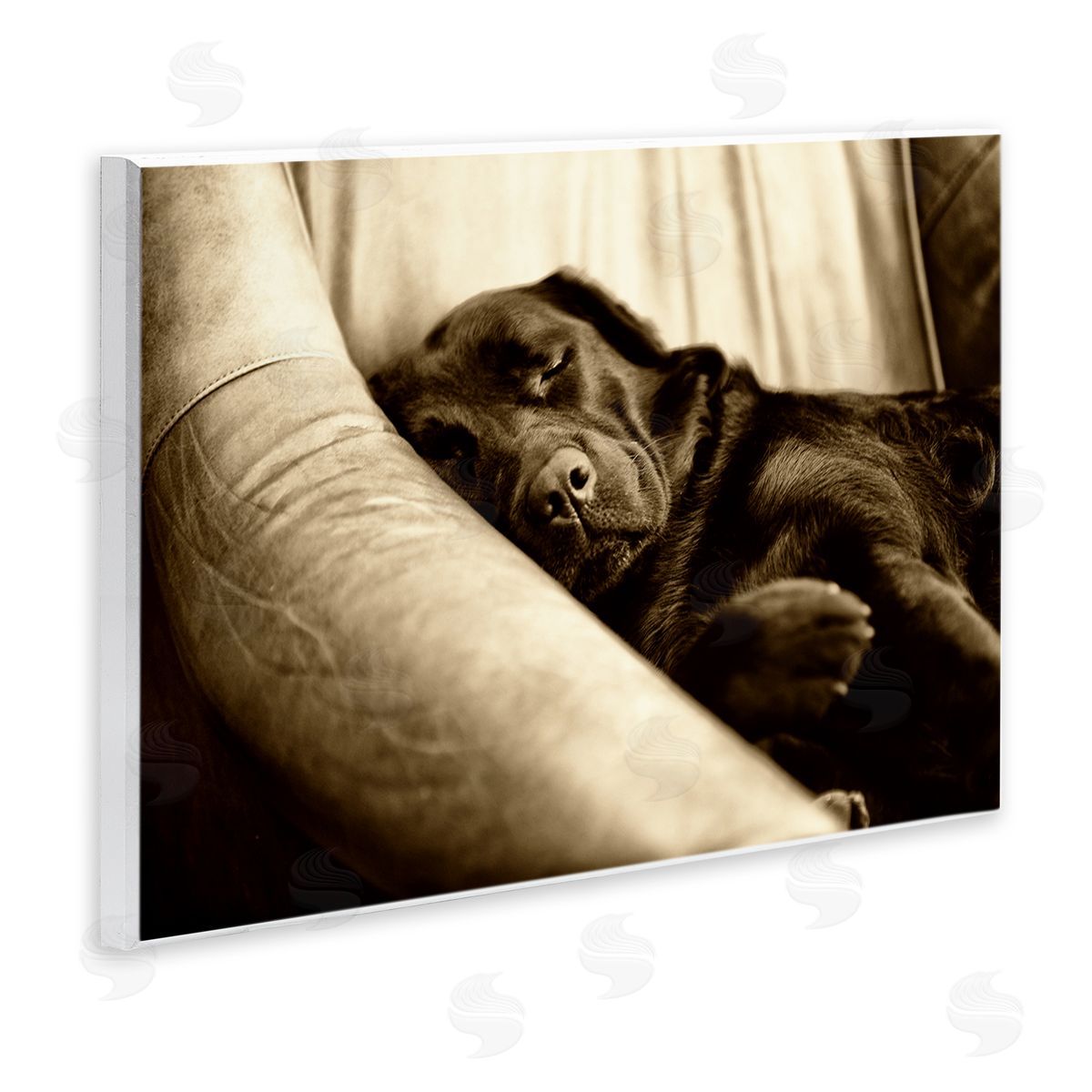 James Dobson Cuddling Labrador Dog Sleeping Cozy Sepia Photography Wall Plaque Art Print