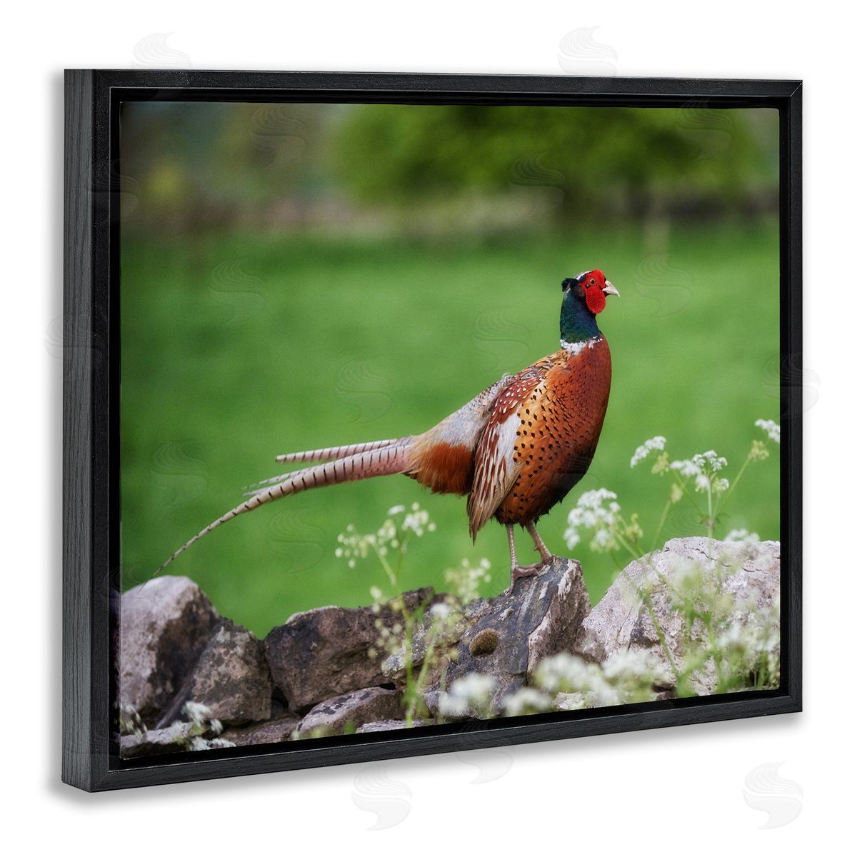 James Dobson Pheasant Strolling Lush Grassland Rural Nature Landscape Black Floating Frame Canvas Wall Art Print