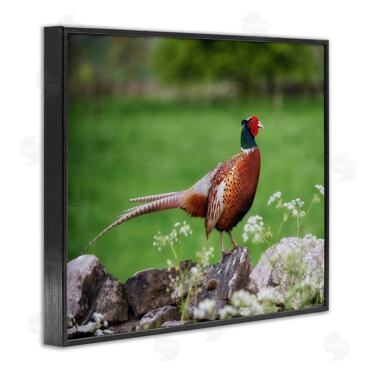 James Dobson Pheasant Strolling Lush Grassland Rural Nature Landscape Black Framed Giclee Wall Art Print