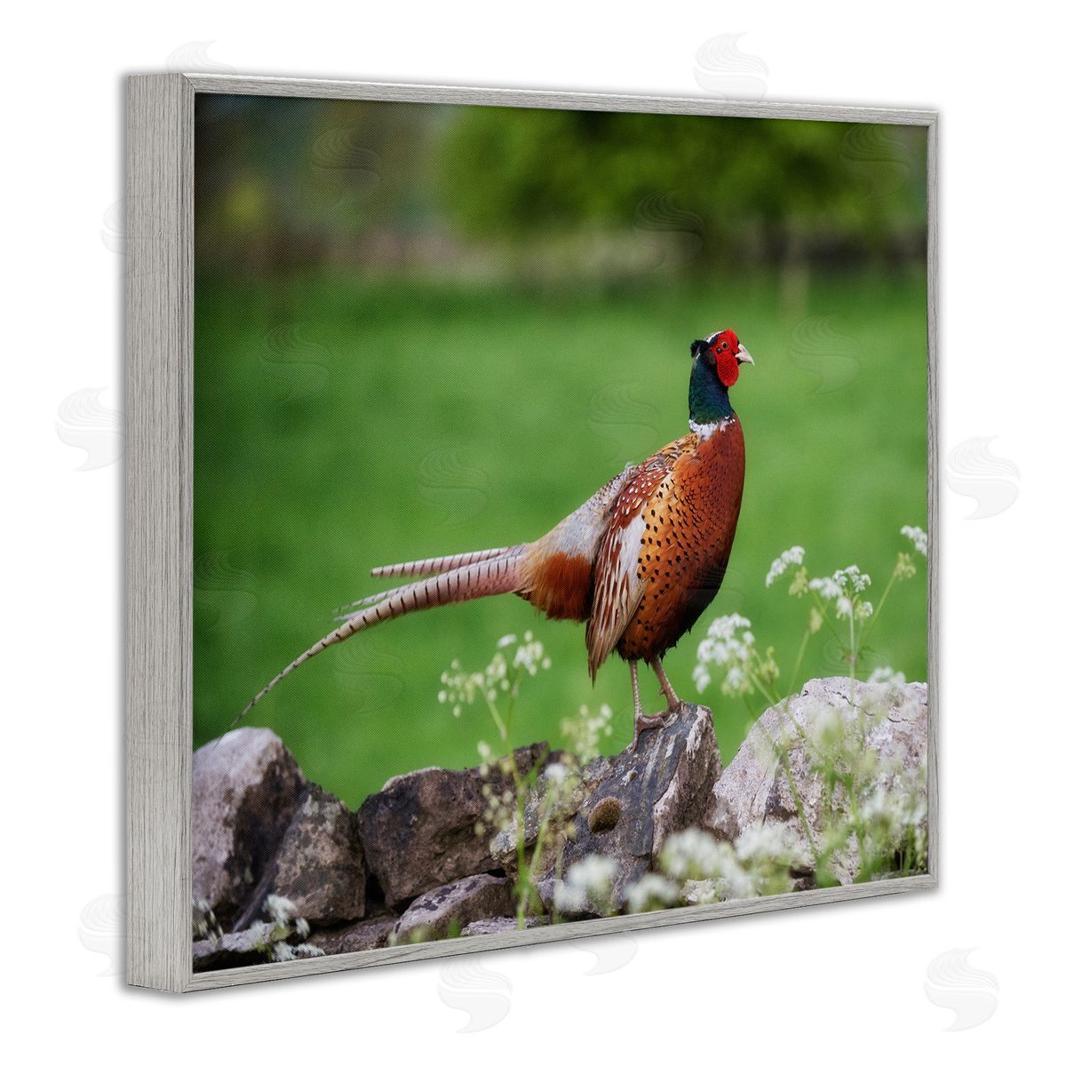James Dobson Pheasant Strolling Lush Grassland Rural Nature Landscape Gray Framed Giclee Wall Art Print