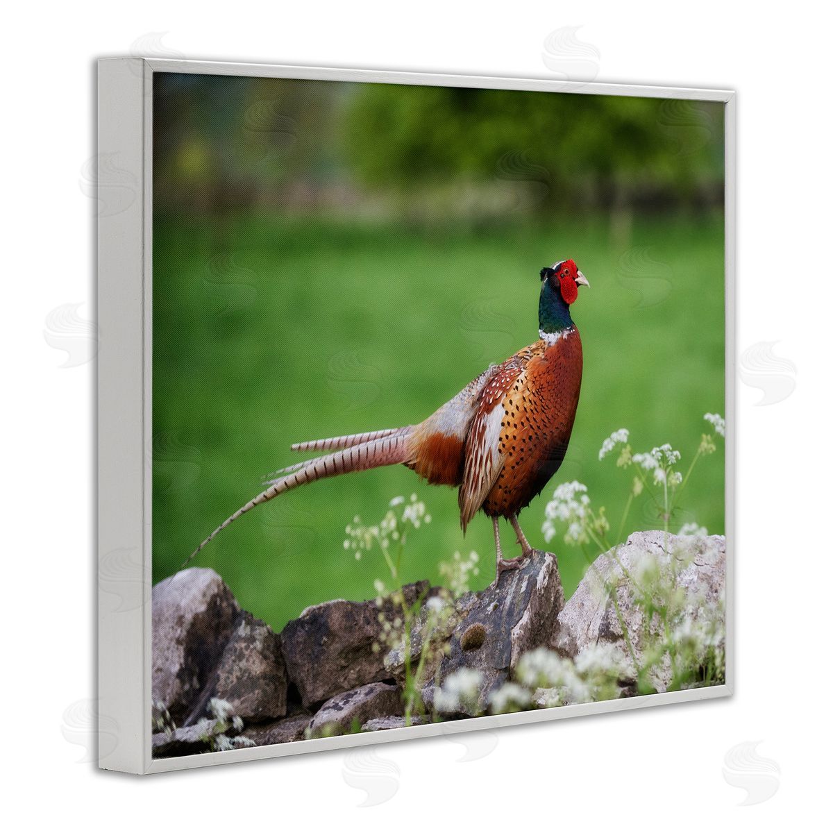 James Dobson Pheasant Strolling Lush Grassland Rural Nature Landscape White Framed Giclee Wall Art Print