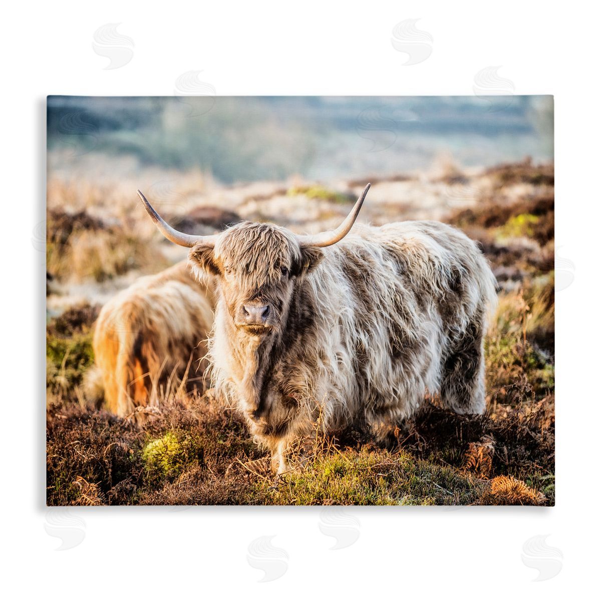 James Dobson Pleasant Highland Cattle Grazing Mossy Pasture At Dawn Stretched Canvas Wall Art Print