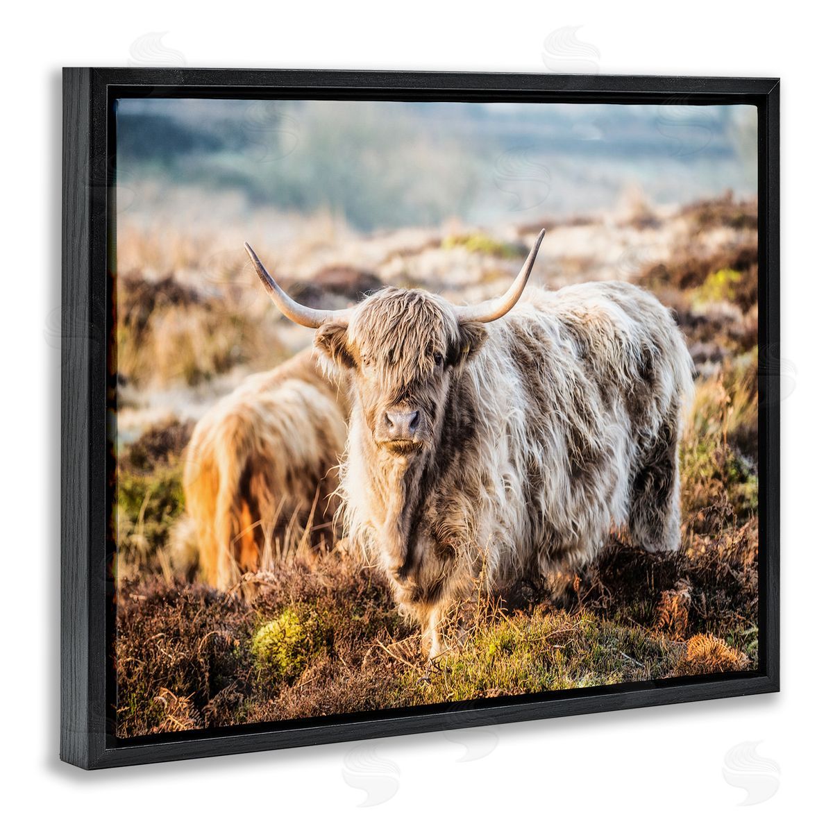 James Dobson Pleasant Highland Cattle Grazing Mossy Pasture At Dawn Black Floating Frame Canvas Wall Art Print