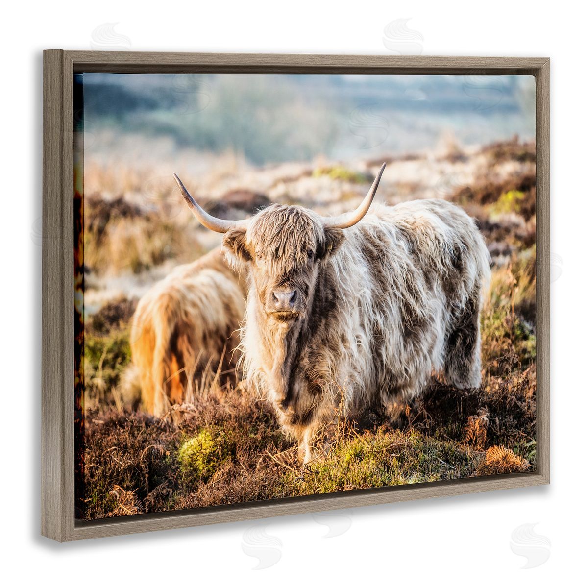 James Dobson Pleasant Highland Cattle Grazing Mossy Pasture At Dawn Brown Floating Frame Canvas Wall Art Print