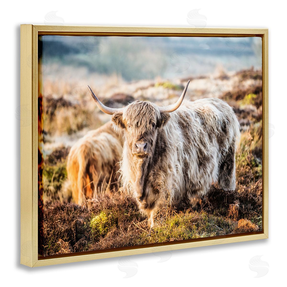 James Dobson Pleasant Highland Cattle Grazing Mossy Pasture At Dawn Gold Floating Frame Canvas Wall Art Print