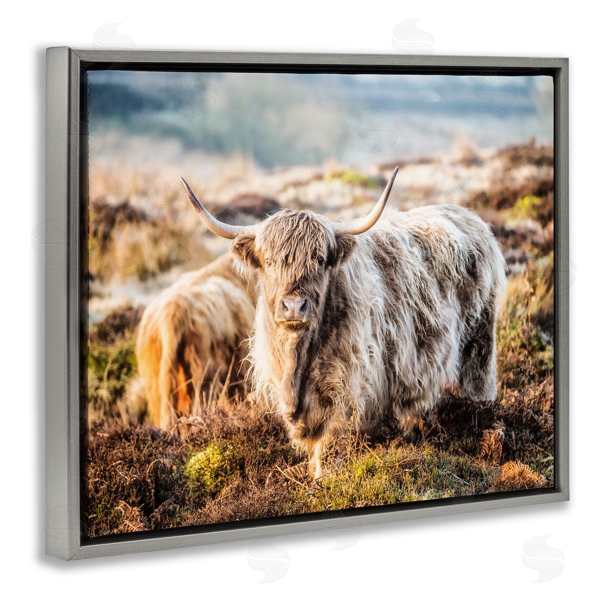 James Dobson Pleasant Highland Cattle Grazing Mossy Pasture At Dawn Gray Floating Frame Canvas Wall Art Print