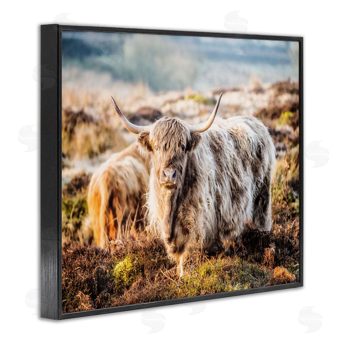 James Dobson Pleasant Highland Cattle Grazing Mossy Pasture At Dawn Black Framed Giclee Wall Art Print