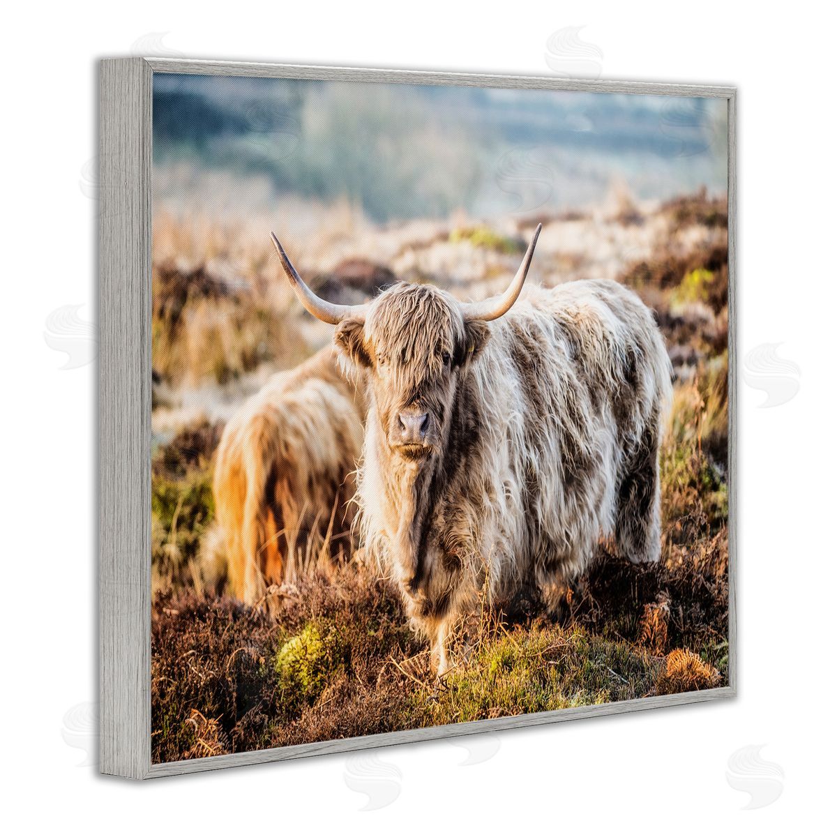 James Dobson Pleasant Highland Cattle Grazing Mossy Pasture At Dawn Gray Framed Giclee Wall Art Print